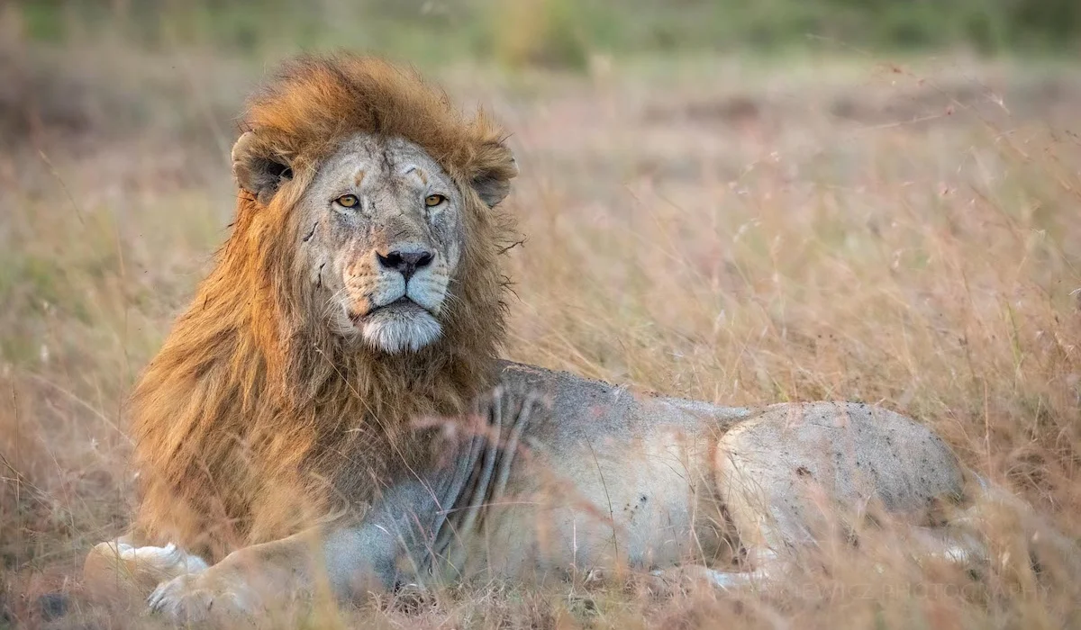 Lifetime Safaris
