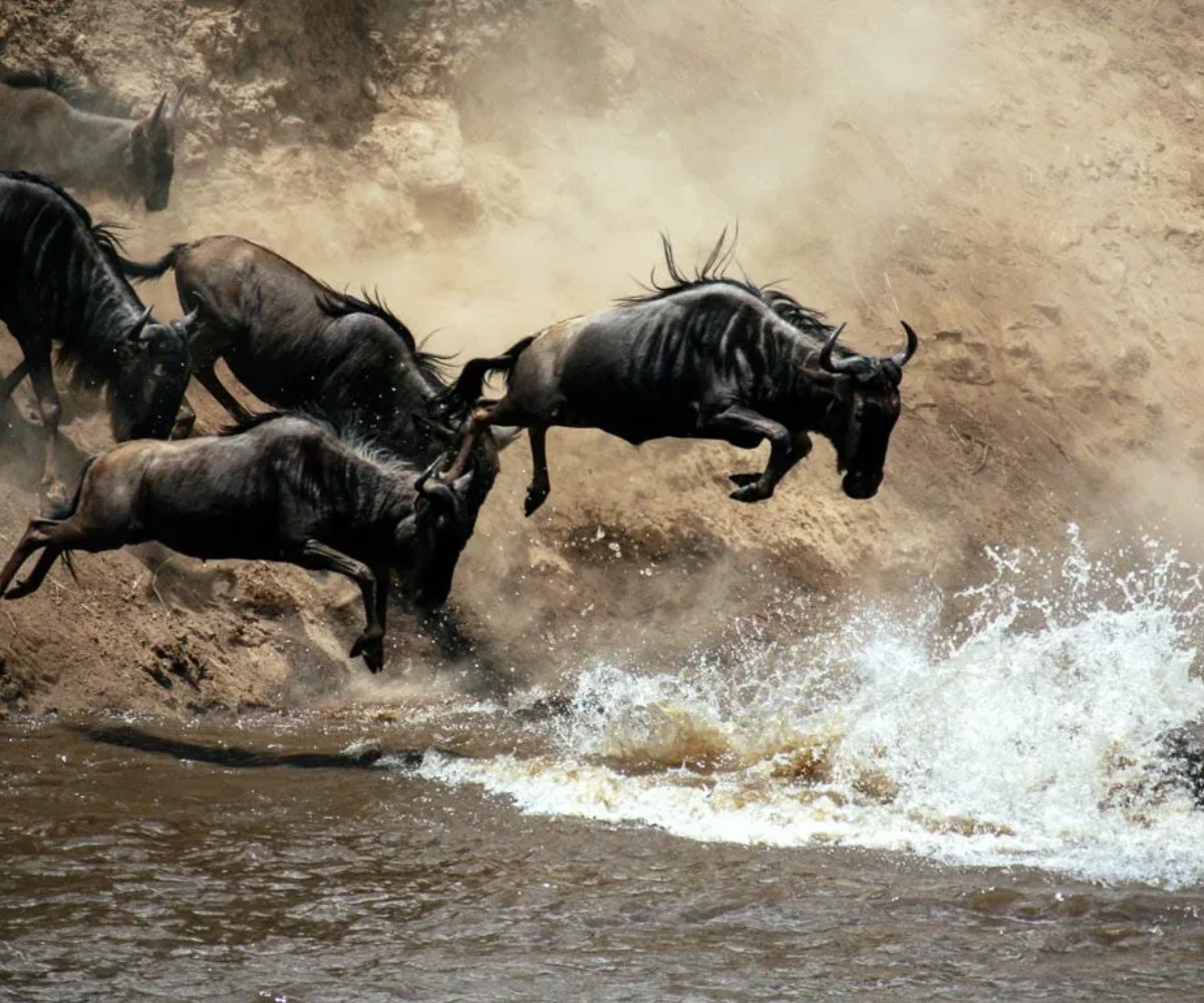 Lifetime Safaris