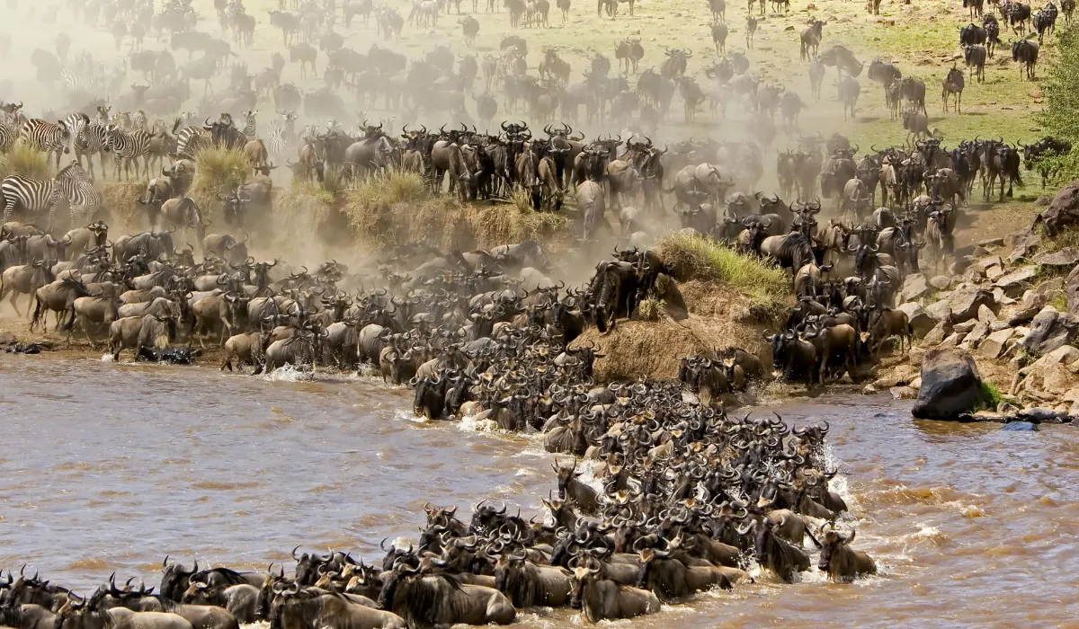 Lifetime Safaris