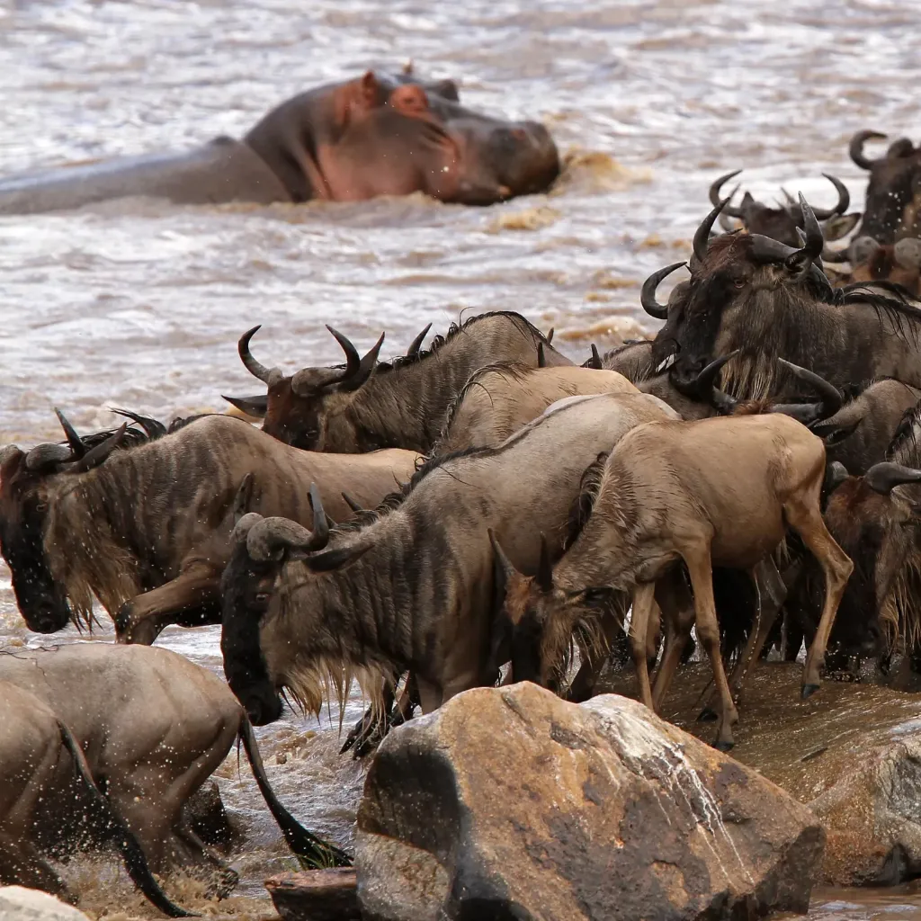 Serengeti Wildebeest Migration