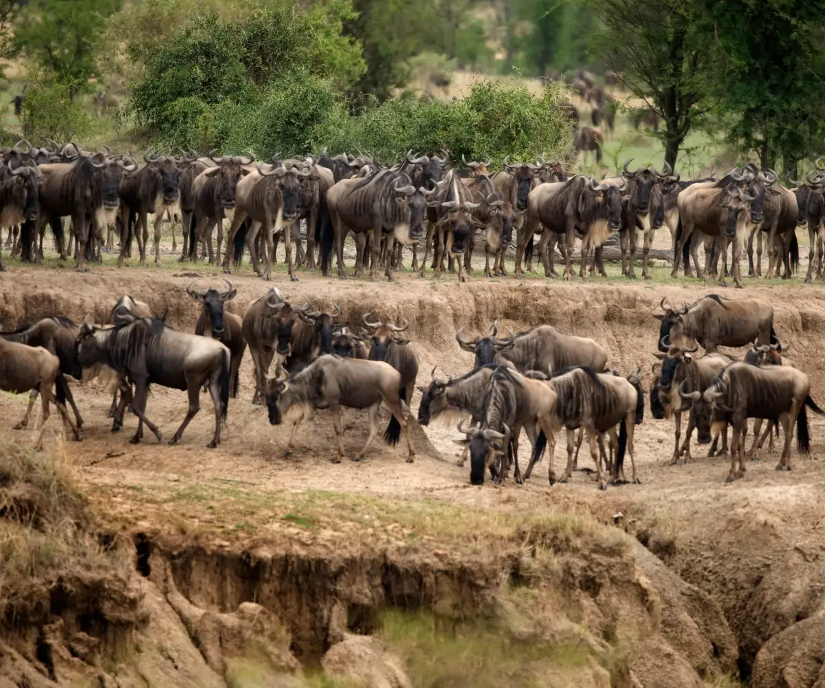 Wildebeest Migration