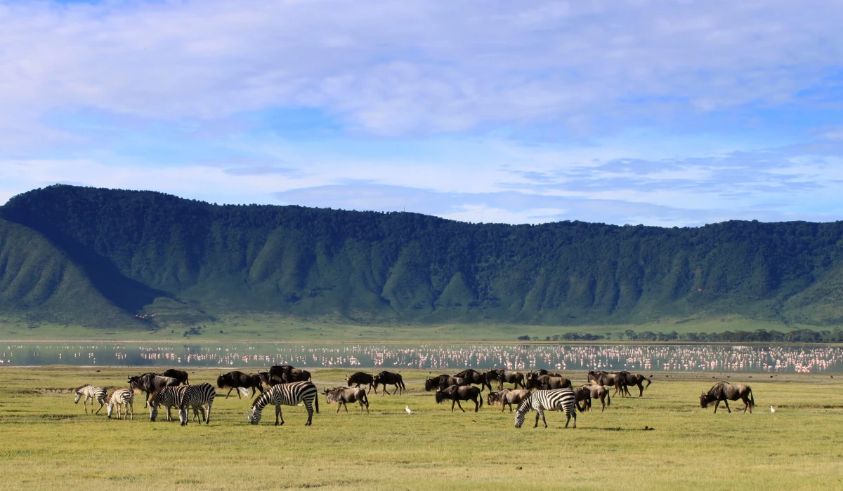 Ngorongoro Wildlife