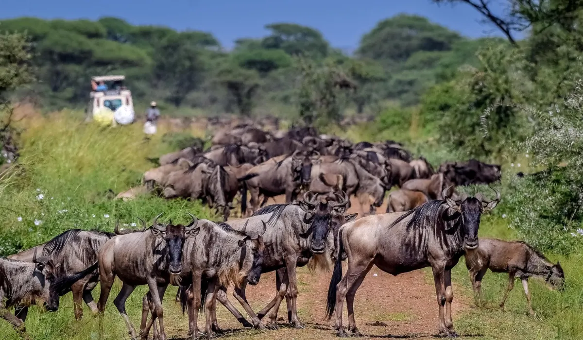 Wildebeest Migration