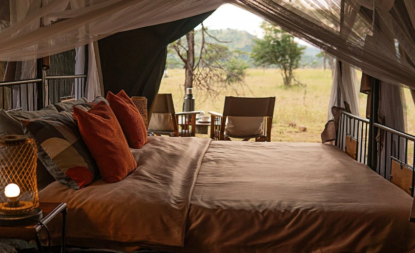 Intimate Camp Zebra