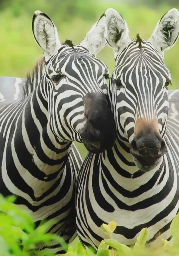 Lifetime Safaris