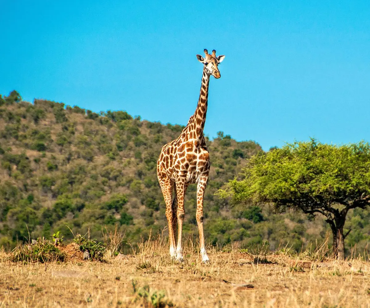 Arusha National Park