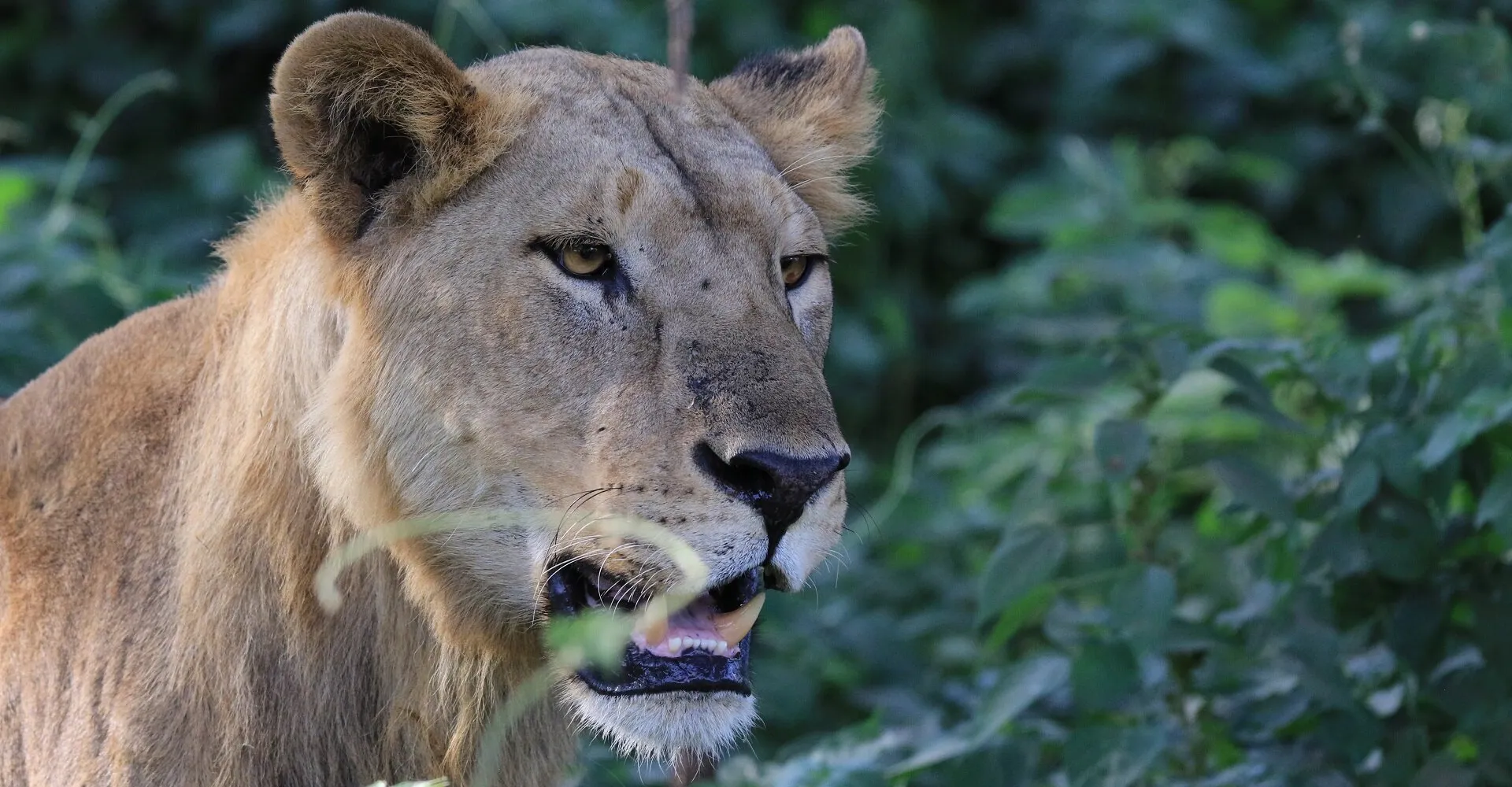 Lifetime Safaris