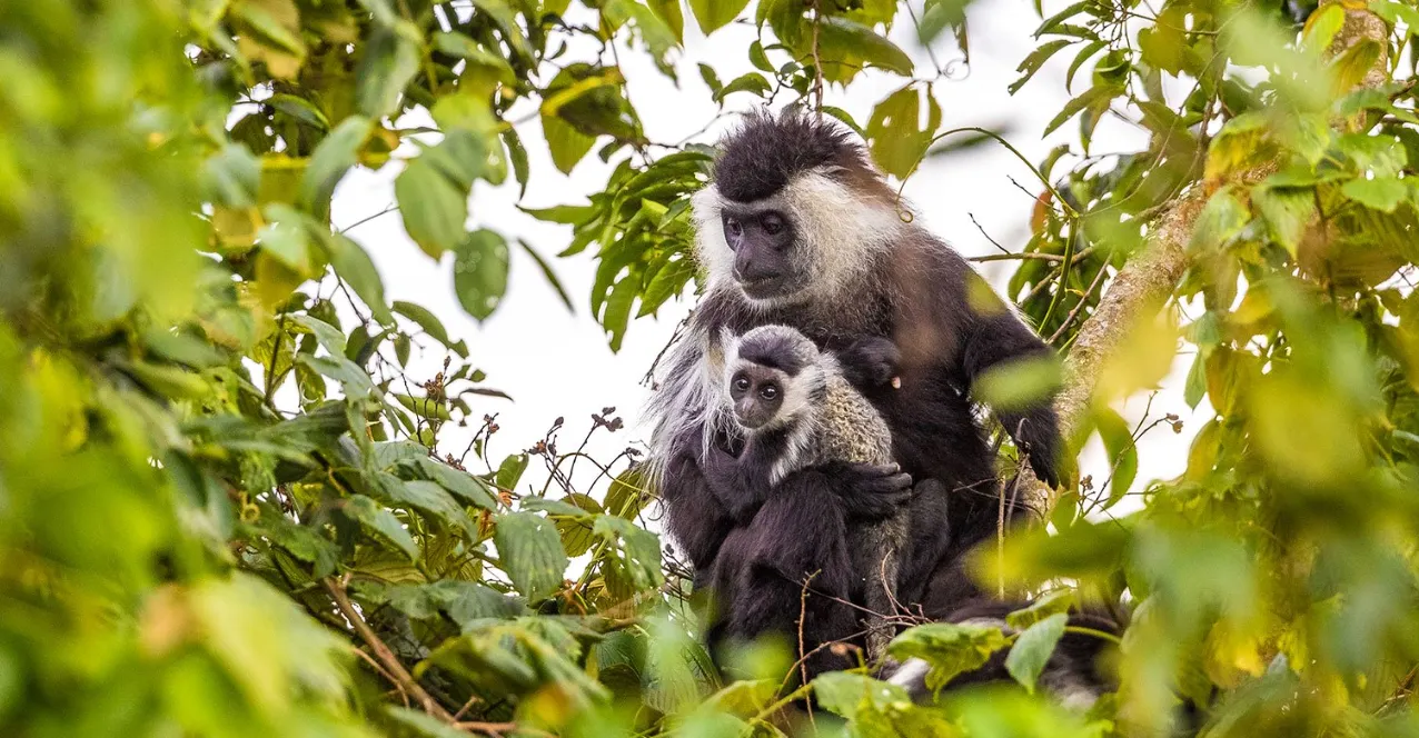 Rwanda Primates