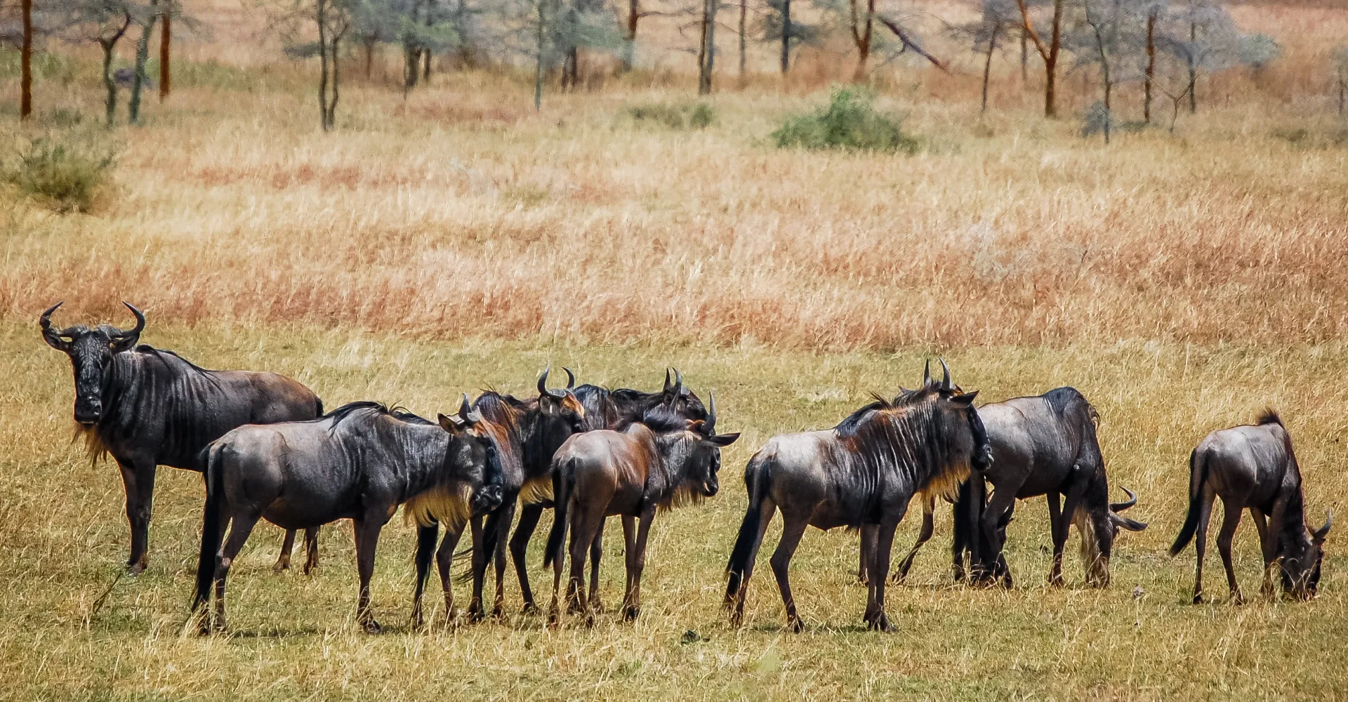 Lifetime Safaris