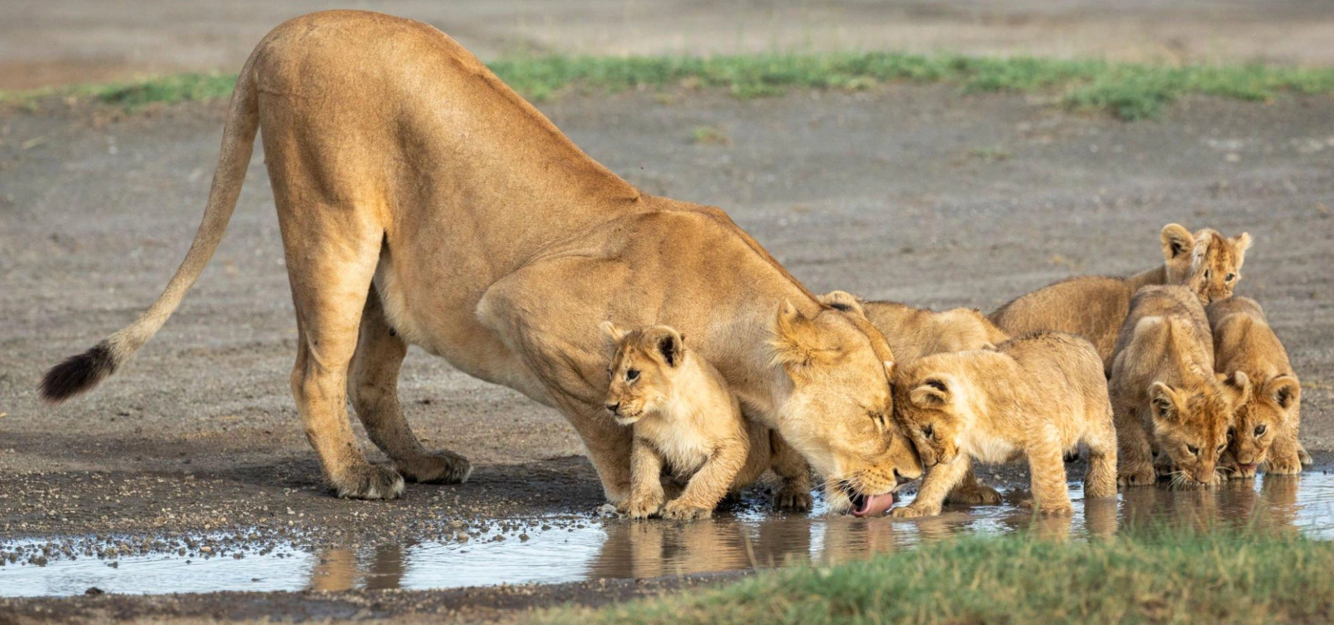 Wild Life