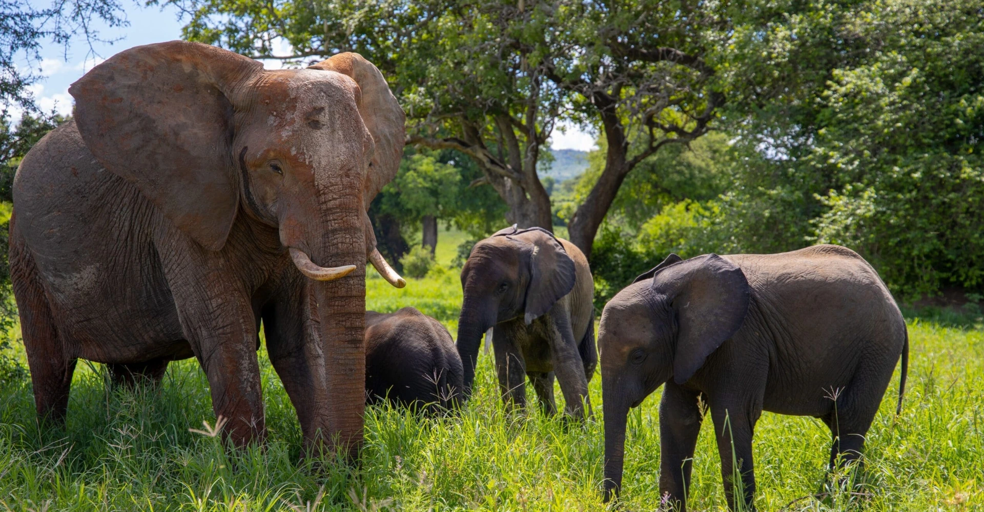 Tanzania National Park