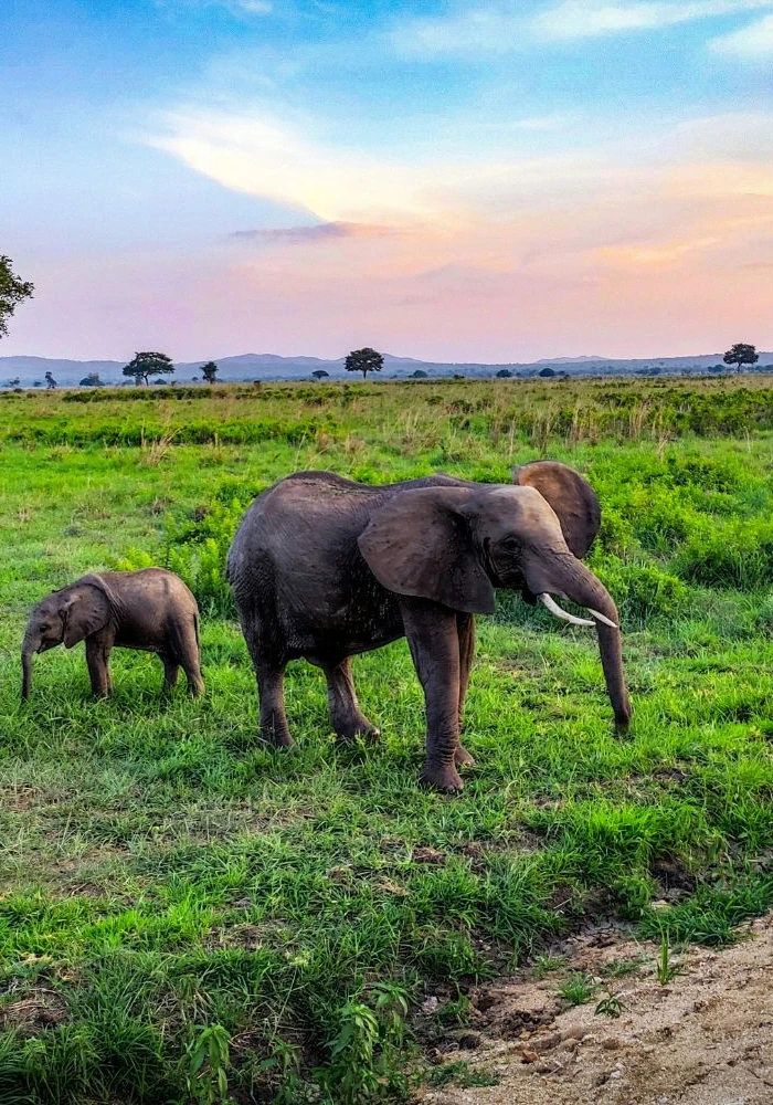 Lifetime Safaris
