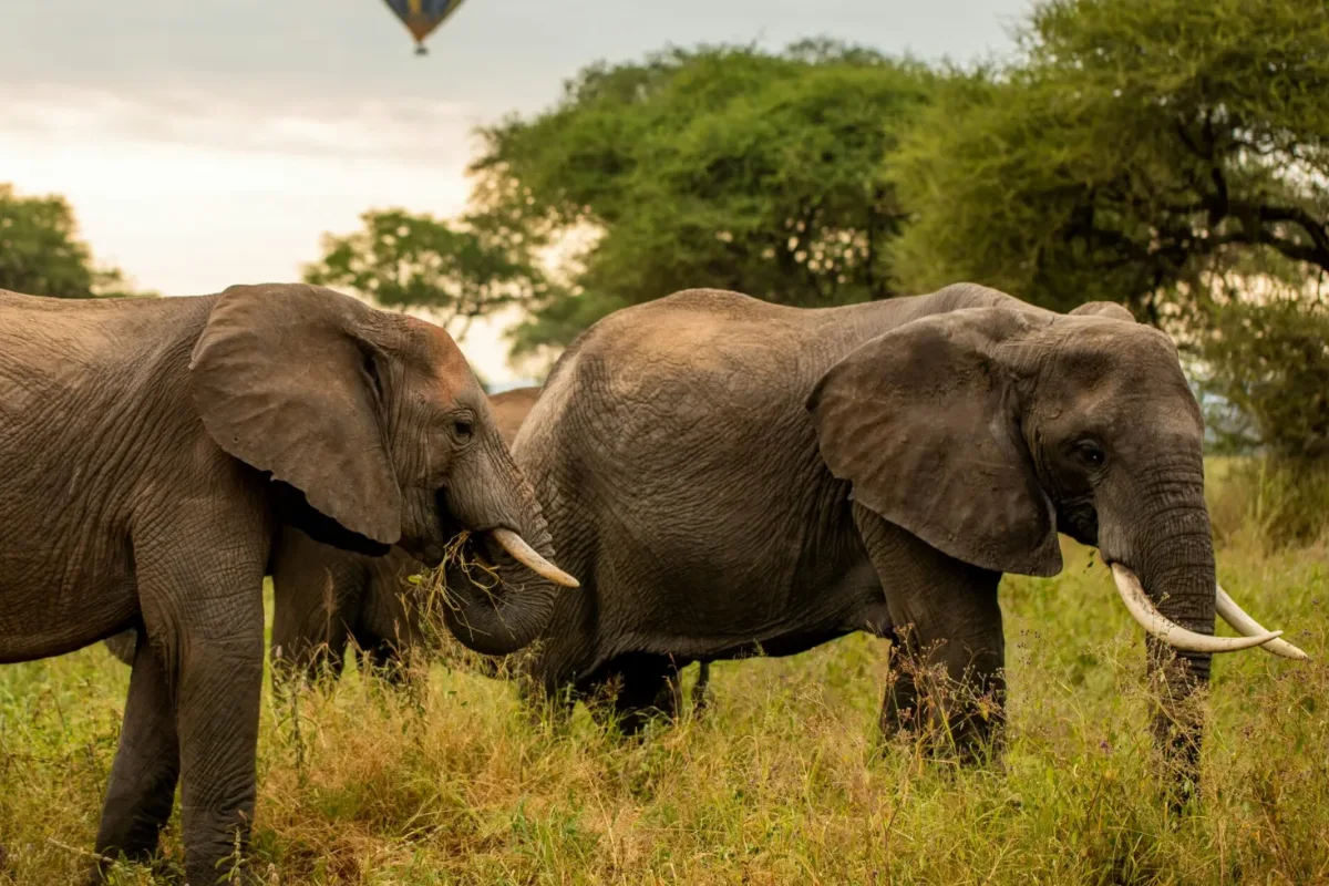 Tarangire National Park
