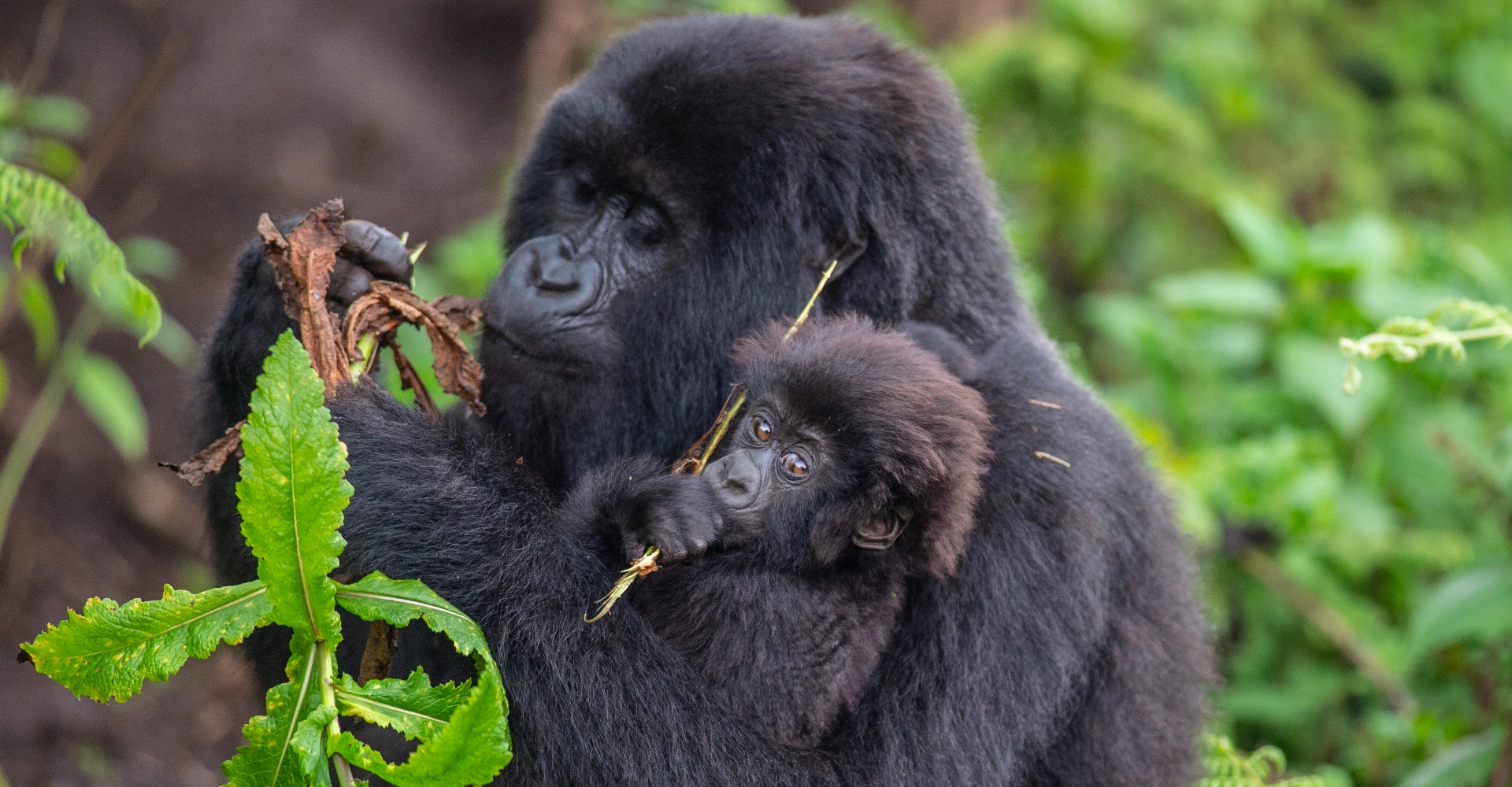 Tanzania Activities