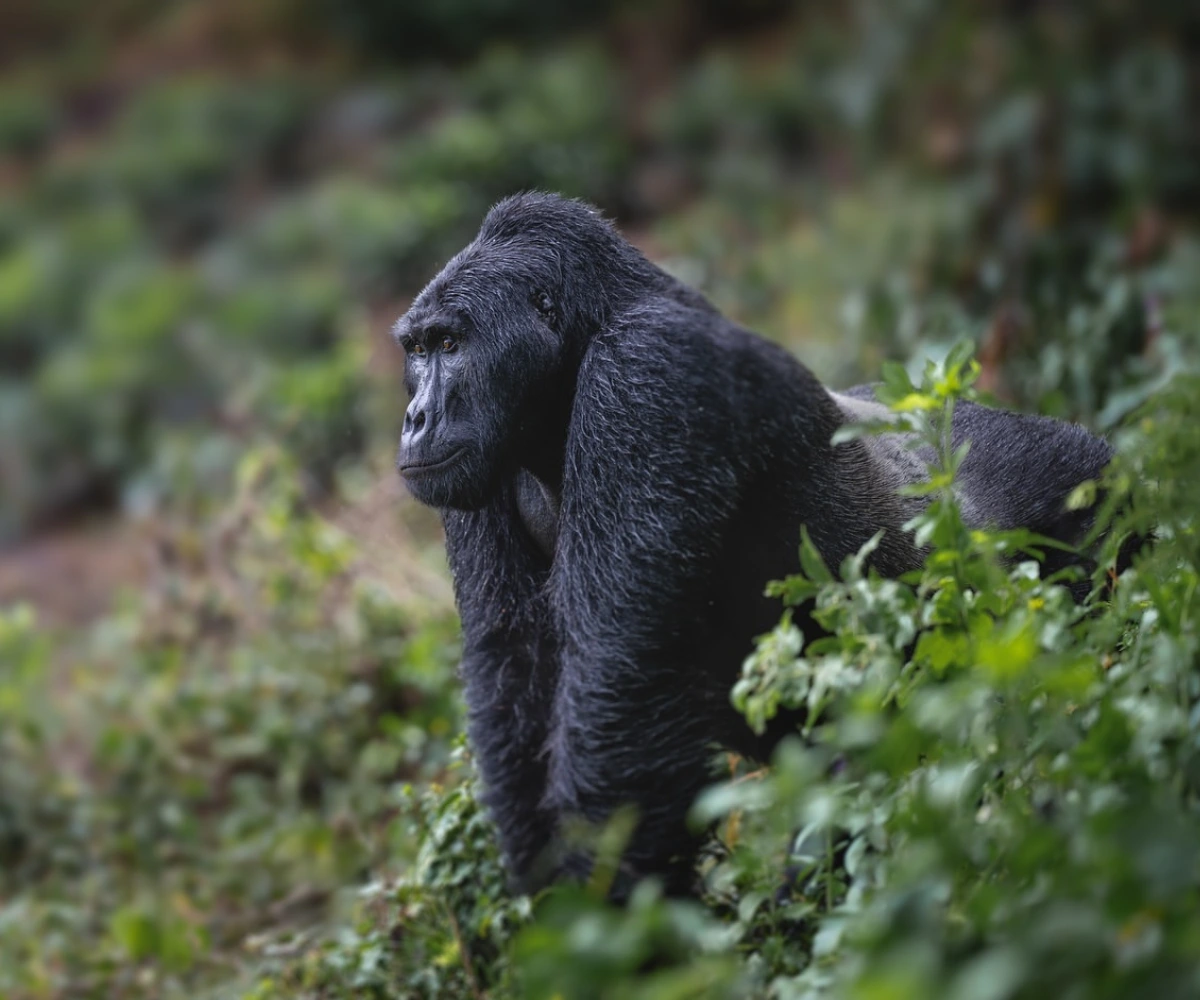 Gorilla Trekking