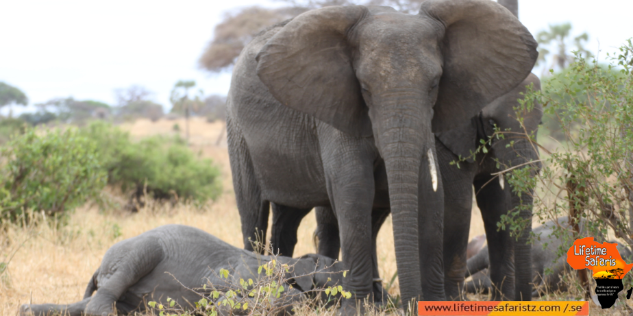 Elephant