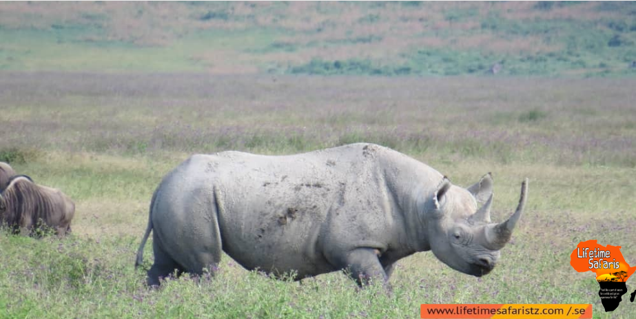 Rhinoceros