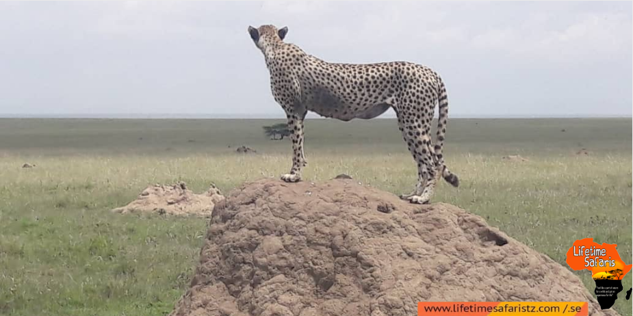 Leopard