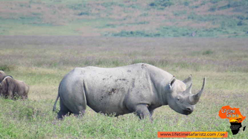 Ngorongoro Conservation Area