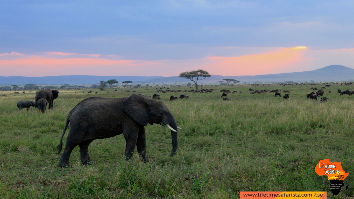 Tanzania Safari Tours