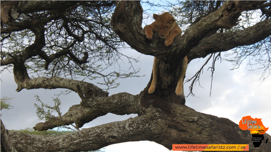 Lake Manyara National Park