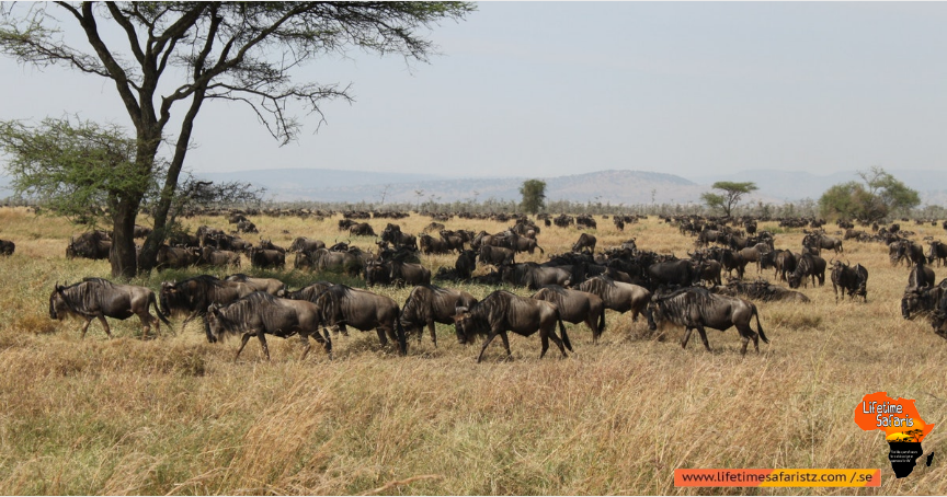 Tanzania Wildebeest Calving in Winter Season