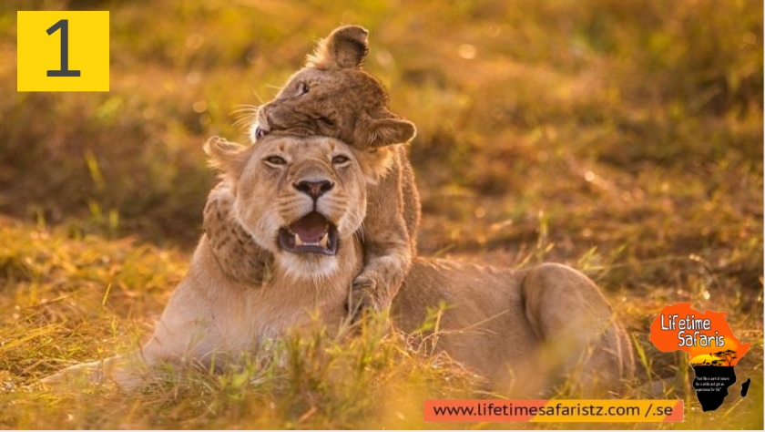 1 How To Choose Your Perfect Tanzania Safari Package