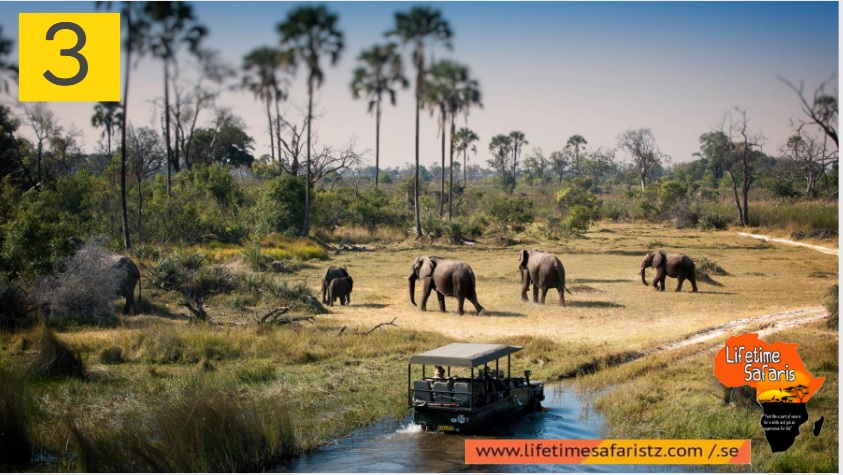3 Things To Know Before Plan Tanzania Safari Tours