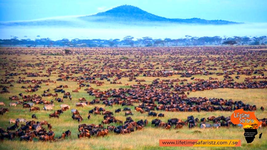 Explore The Resilient Populations Of Predators – Serengeti National Parks Explore The Resilient Populations Of Predators – Serengeti National Parks
