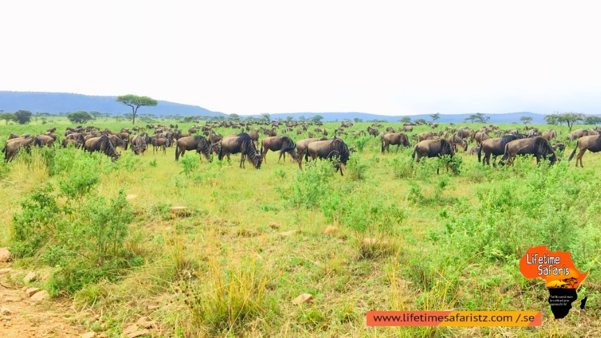 Great Wildebeest Migration Great Wildebeest Migration