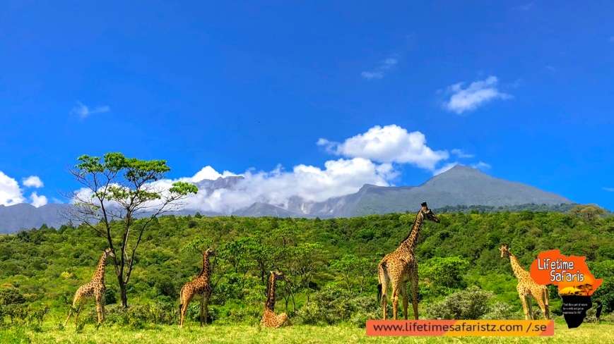 High Abundance Of Unique Wildlife Species – Mikumi National Park High Abundance Of Unique Wildlife Species – Mikumi National Park
