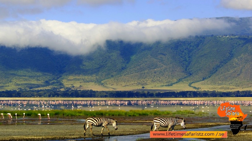 Largest Unbroken Calderas With Full Of Wildlife - Ngorongoro Conservation Area Largest Unbroken Calderas With Full Of Wildlife - Ngorongoro Conservation Area