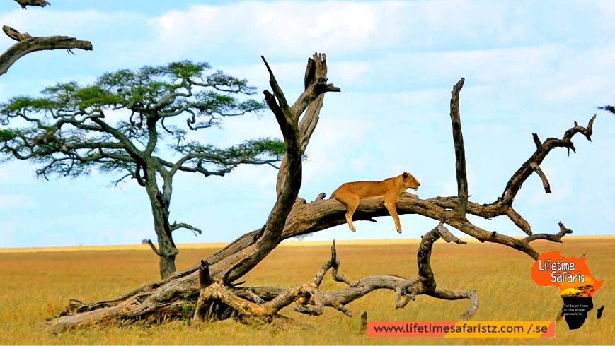 Myriad Of Flora And Fauna At Lake Manyara National Park Myriad Of Flora And Fauna At Lake Manyara National Park