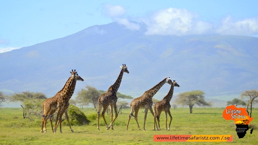 See The World's Largest Population Of Giraffes – Arusha National Park See The World's Largest Population Of Giraffes – Arusha National Park