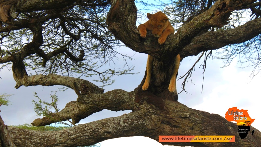See The amazing Wildlife During Your Tanzania Golf Safari See The amazing Wildlife During Your Tanzania Golf Safari
