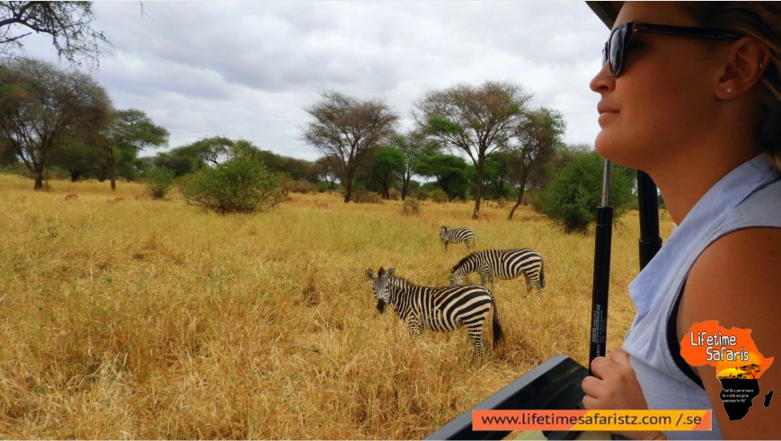 Take A Private Evening Game Drive Take A Private Evening Game Drive