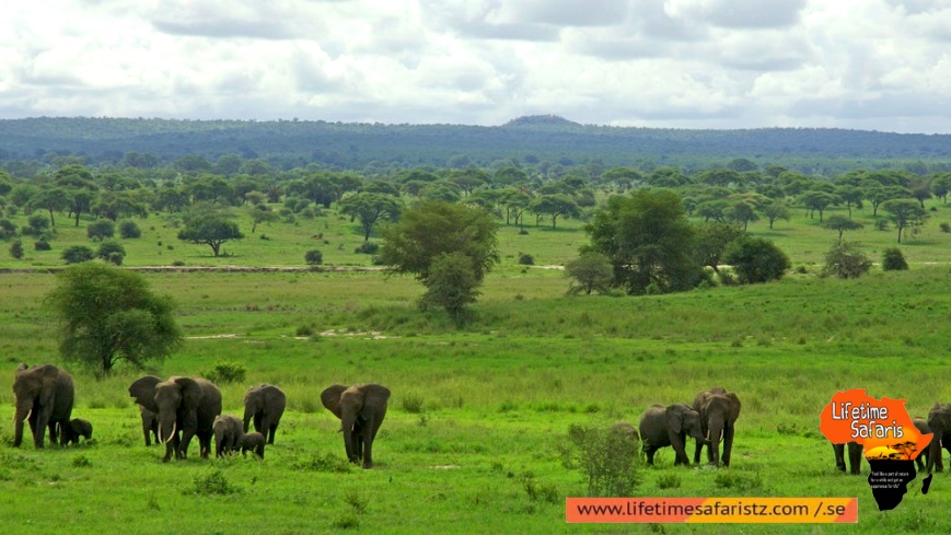 Track The Famous Elephant Migration - Tarangire National Park Track The Famous Elephant Migration - Tarangire National Park