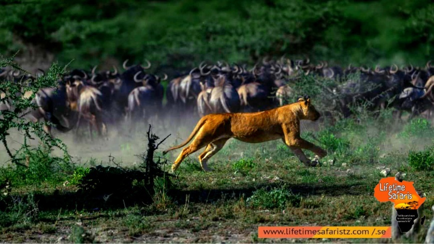 Why Tanzania National Parks Are The Pride Of Africa Why Tanzania National Parks Are The Pride Of Africa