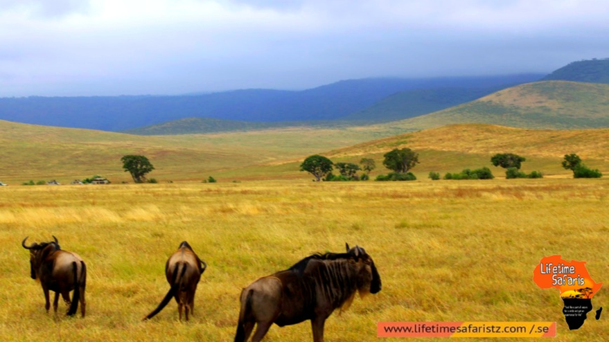 About The Nature