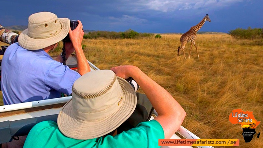 Capture The Great Wildlife Of Tanzania Capture The Great Wildlife Of Tanzania