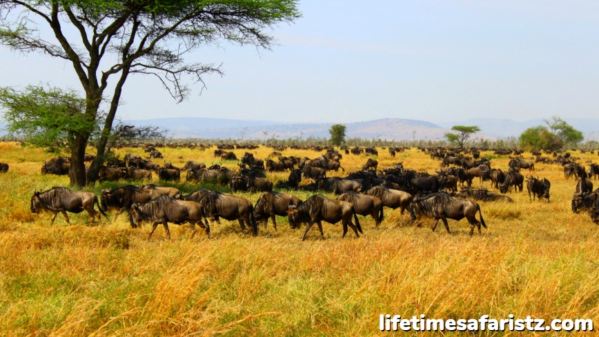 Don’t Follow The Herds Don’t Follow The Herds