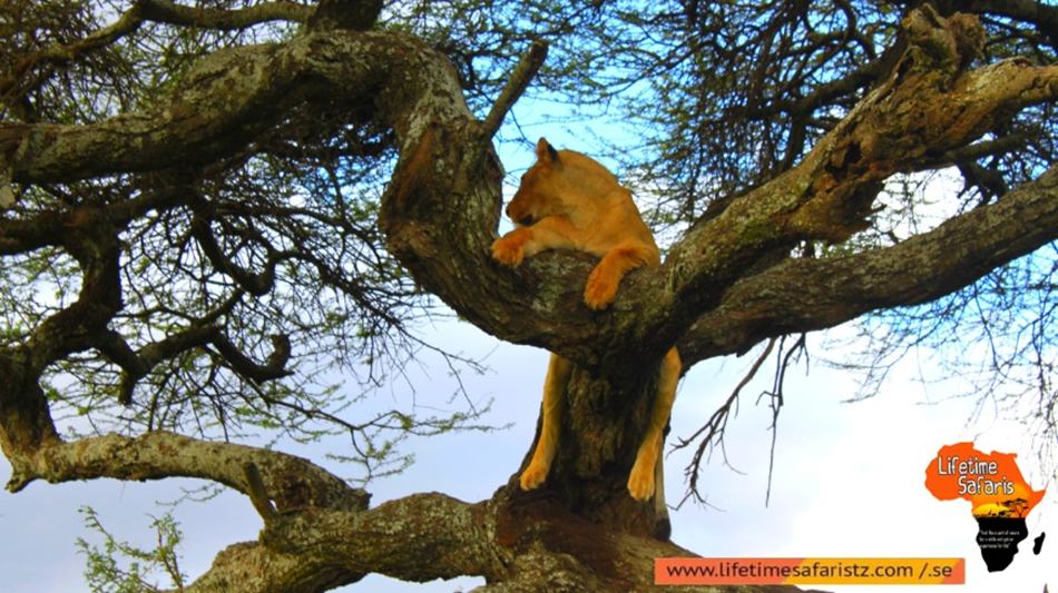 Essential Of Nature
