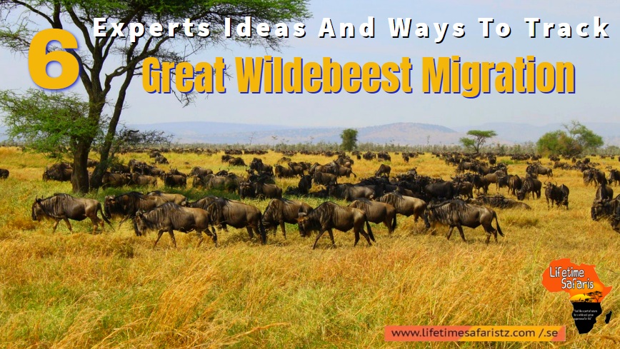 Great Wildebeest Migration Great Wildebeest Migration
