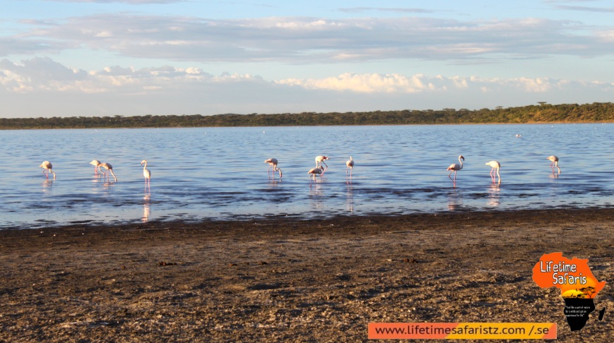 Have The Images Of Unique Species Of Birds Have The Images Of Unique Species Of Birds