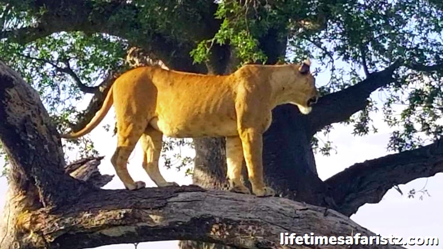 Home Of The Tree Climbing Lions - Lake Manyara National Park Home Of The Tree Climbing Lions - Lake Manyara National Park