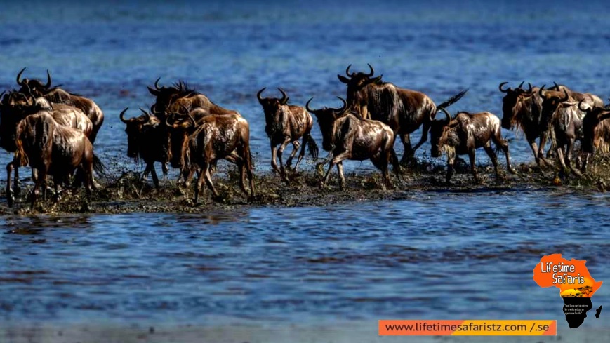 Process To Have The Best Vision Of Wildebeest Migration Process To Have The Best Vision Of Wildebeest Migration