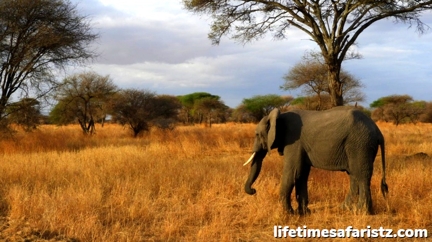 Serengeti - The Oldest Ecosystems On The Planet Serengeti - The Oldest Ecosystems On The Planet