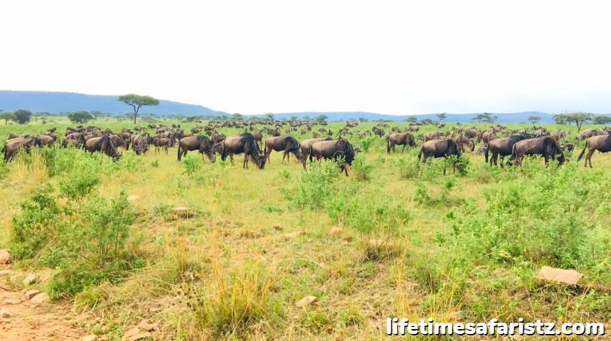 The Great Migration Sees Over 2 Million Animals Travel Across The Plains The Great Migration Sees Over 2 Million Animals Travel Across The Plains