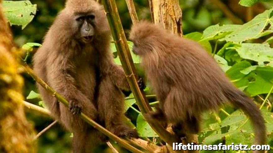 The Kipunji – The New Monkey Species Found Only In Tanzania The Kipunji – The New Monkey Species Found Only In Tanzania