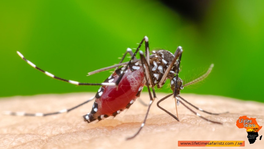 What Is Yellow Fever And How It Affects Yellow Fever